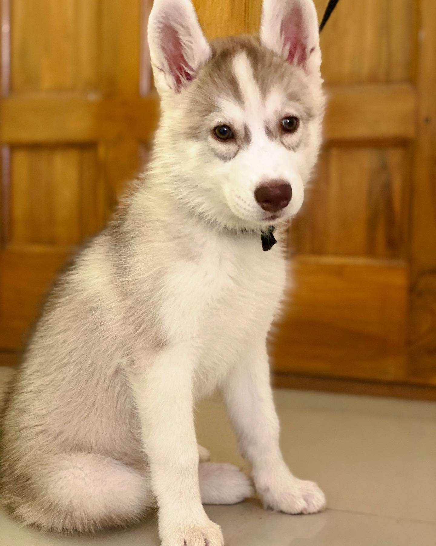 Siberian Husky Puppies for Sale