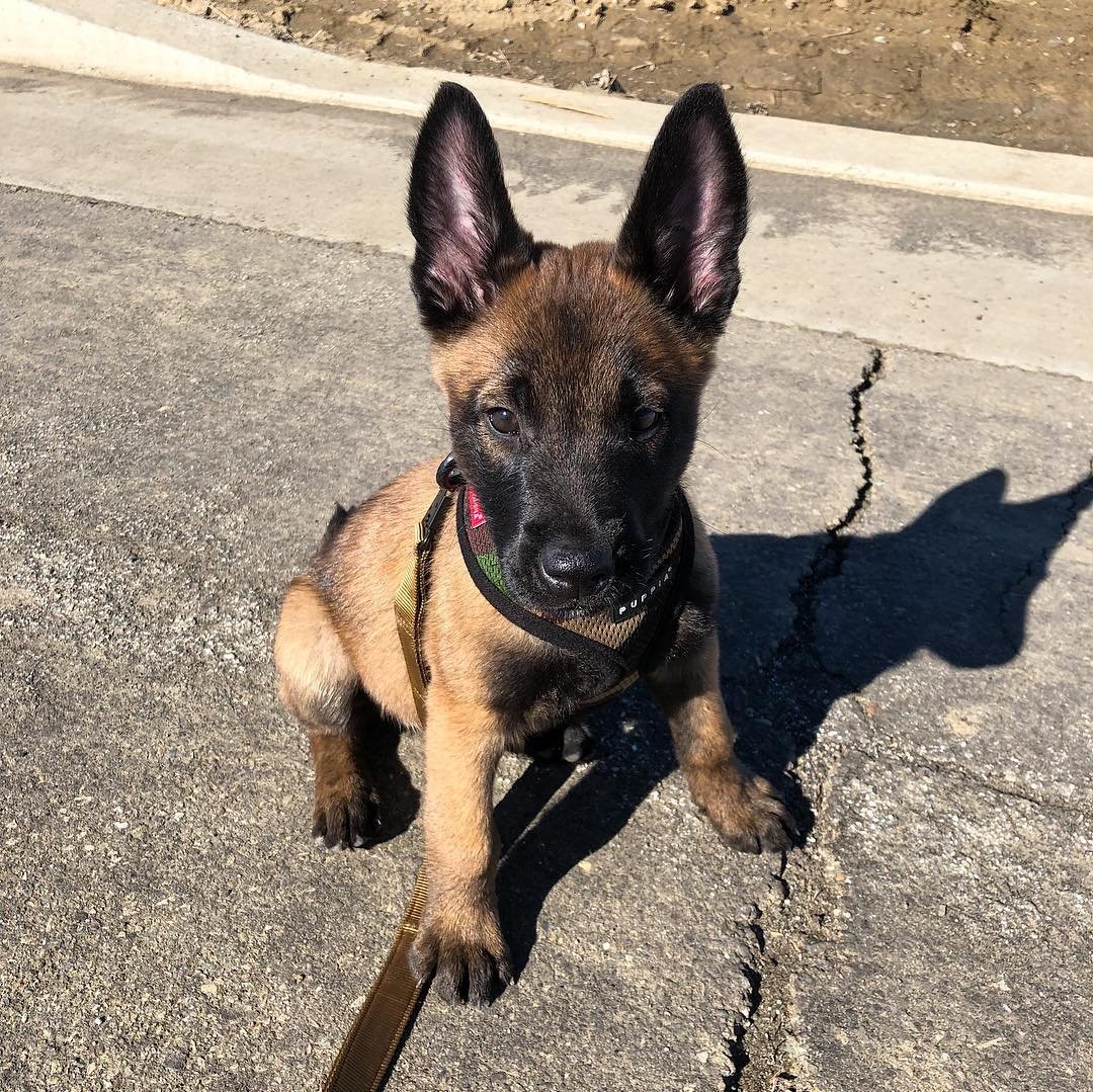 belgian malinois puppy for sale