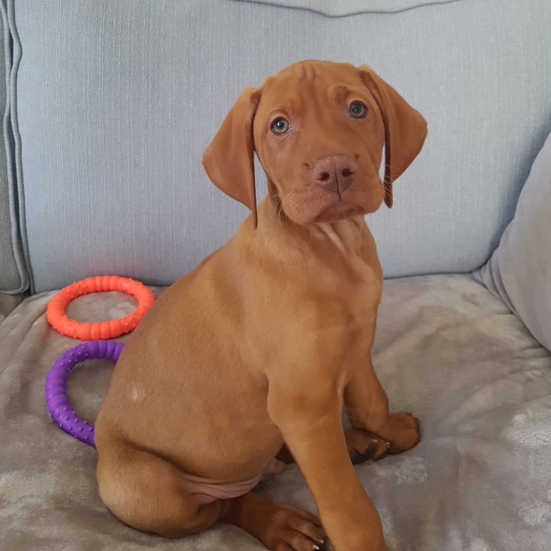 Vizsla puppies for sale