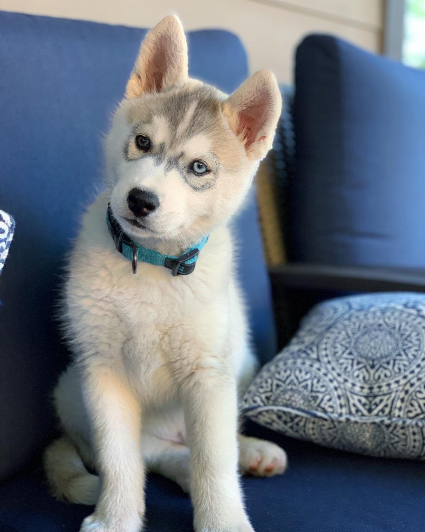 Siberian Husky Puppies for Sale