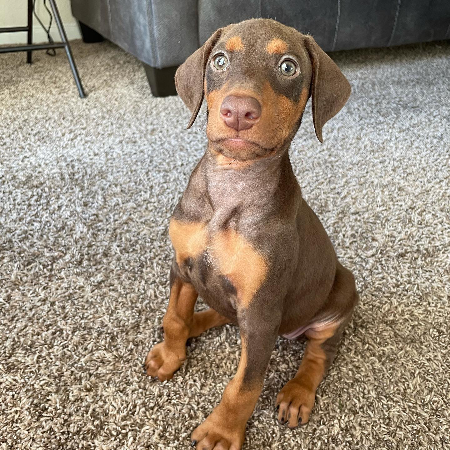 Doberman Pinscher puppies for sale