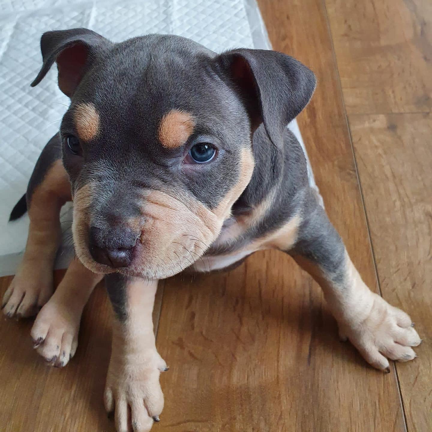 pocket bully puppies for sale