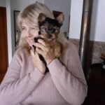 Teacup yorkie puppies for sale