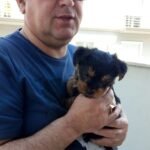 Teacup yorkie puppies for sale