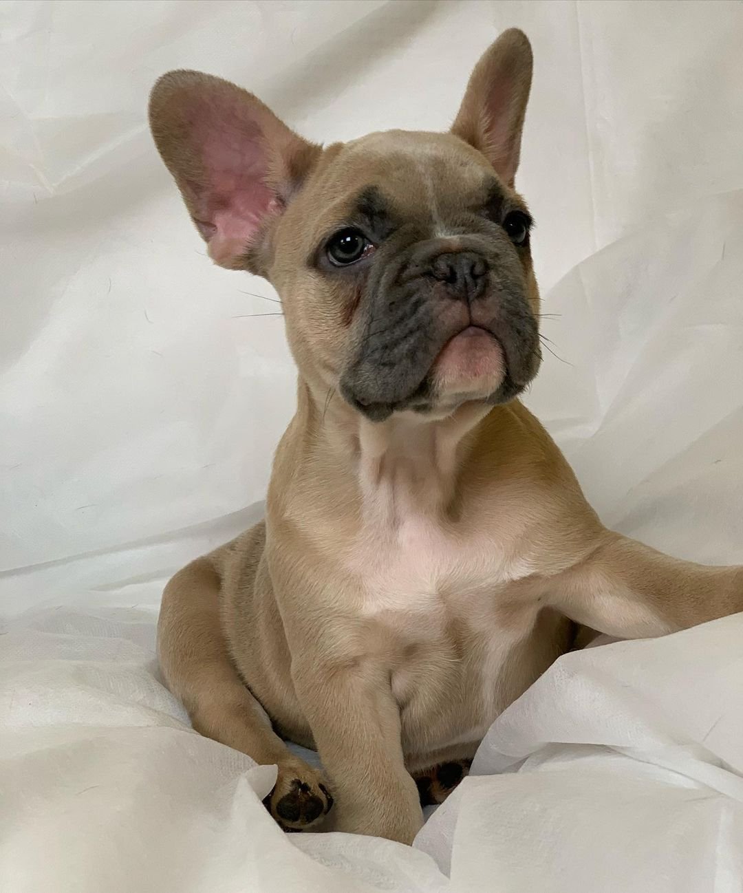 French Bulldog puppies for sale