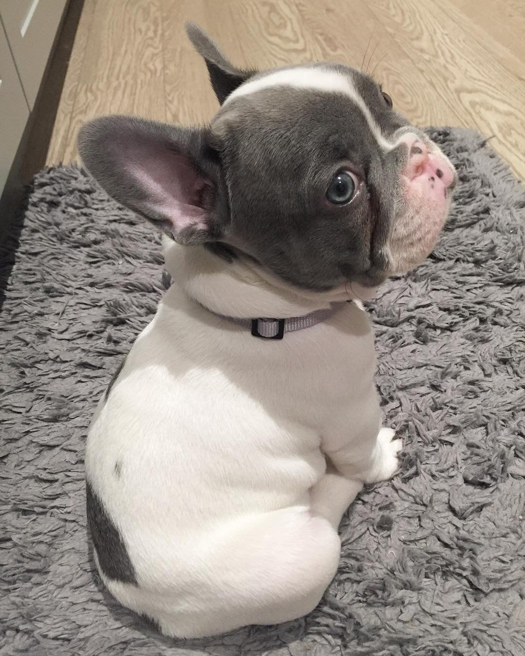 French Bulldog puppies for sale
