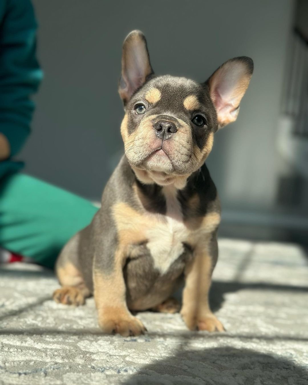 French Bulldog puppies for sale