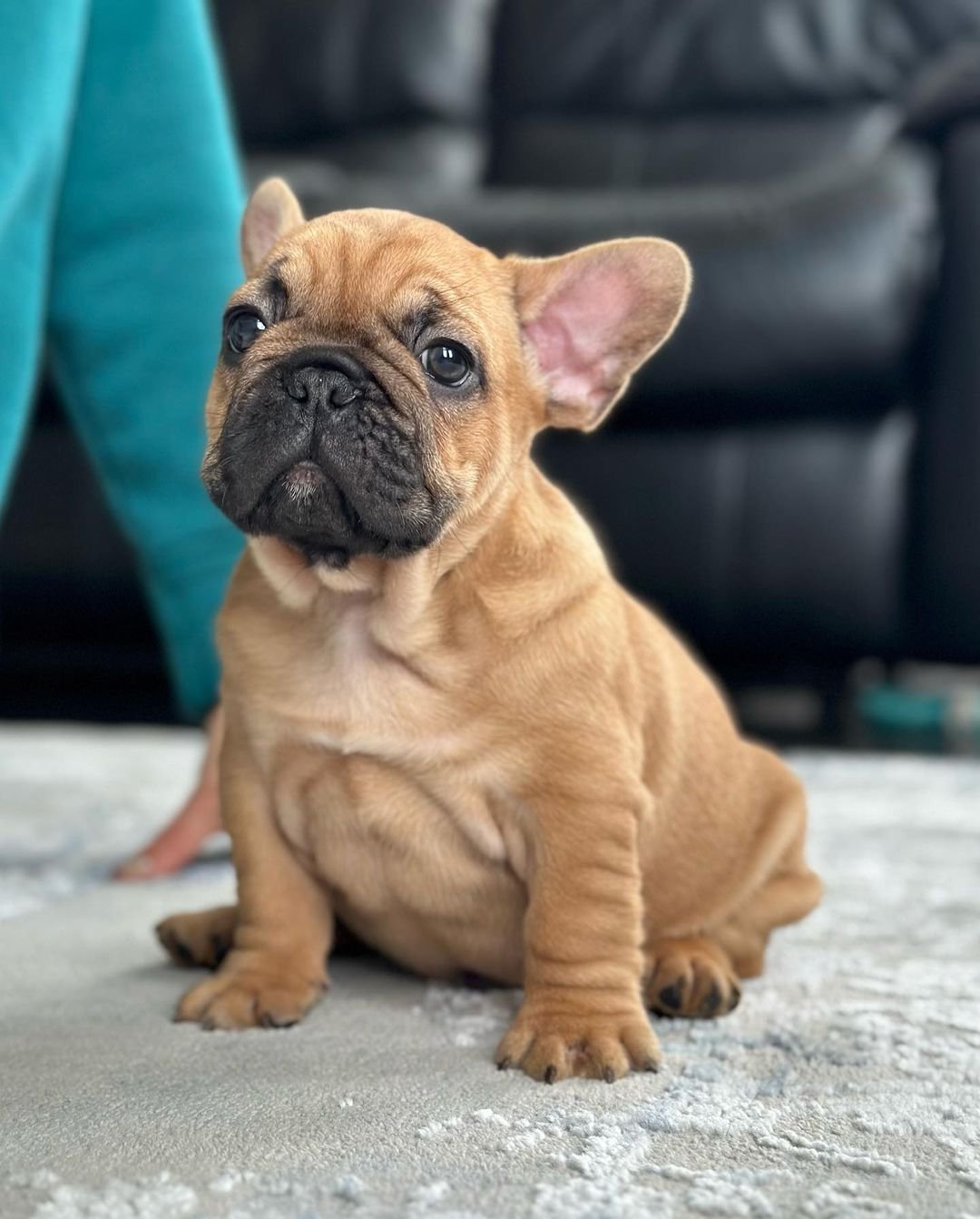French Bulldog puppies for sale