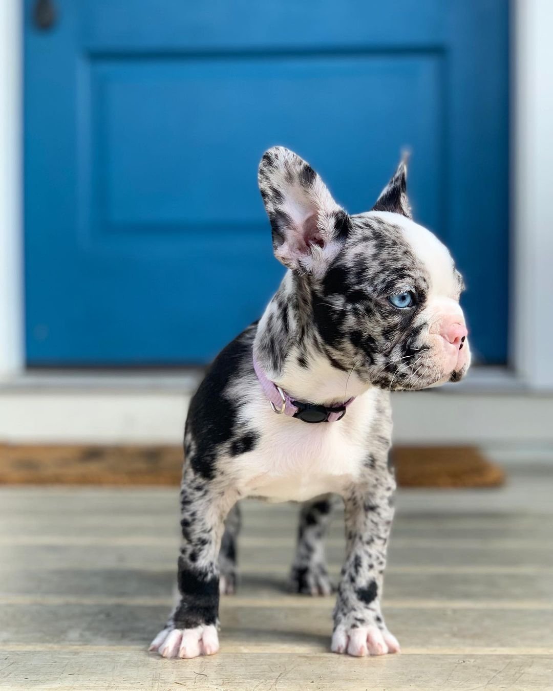 French Bulldog puppies for sale