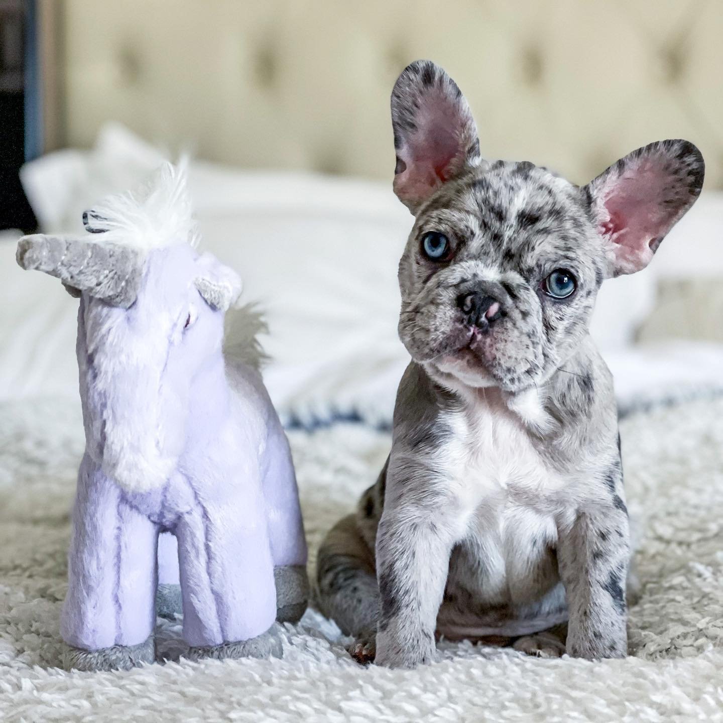 French Bulldog puppies for sale