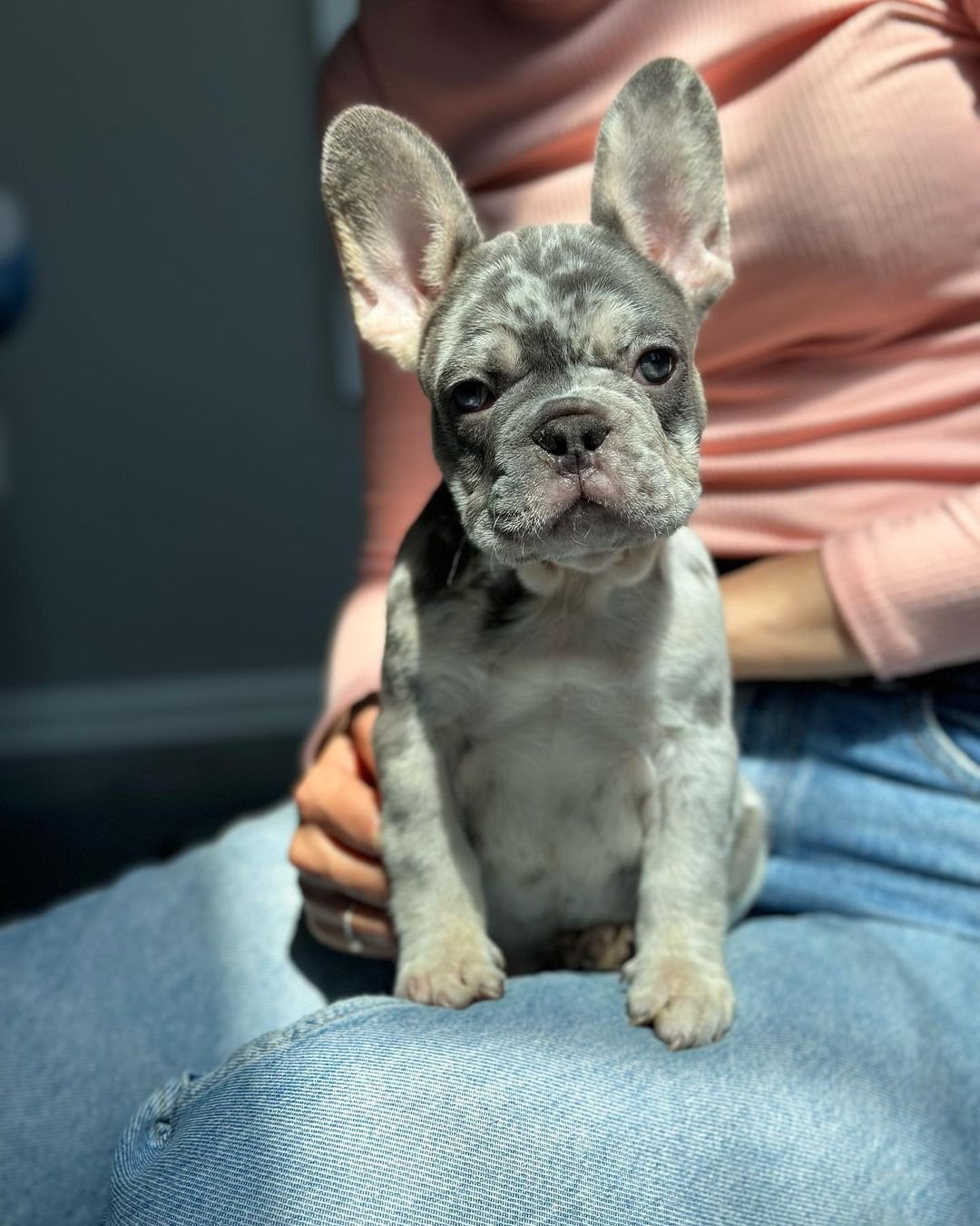 French Bulldog puppies for sale