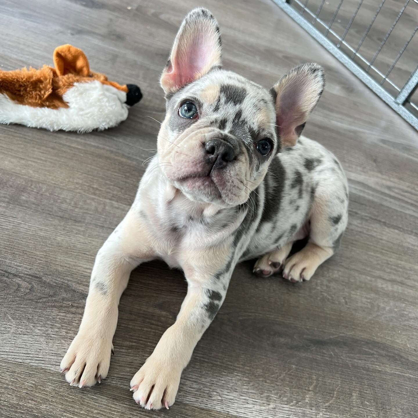 French Bulldog puppies for sale