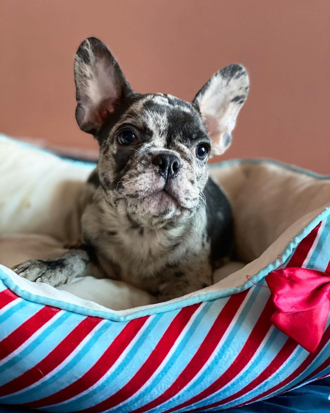 French Bulldog puppies for sale
