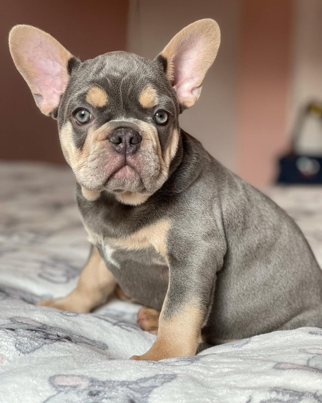 French Bulldog puppies for sale