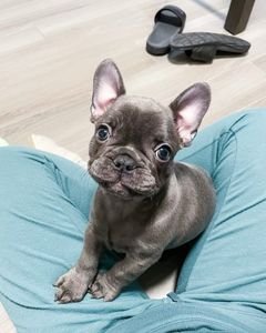French Bulldog puppies for sale