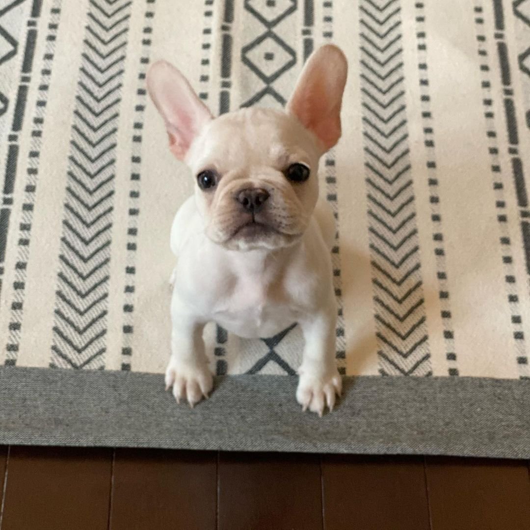 French Bulldog puppies for sale